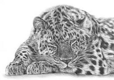 simbolo leopardo