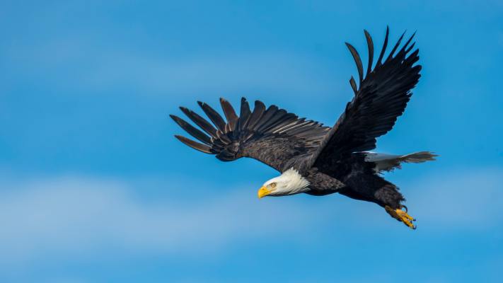 aquila significato simbolico