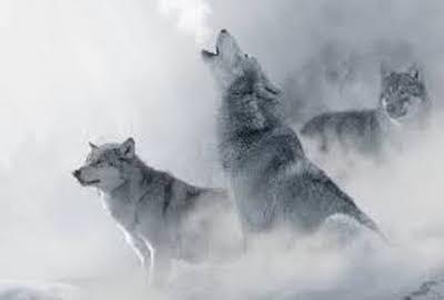 significado simbólico del lobo